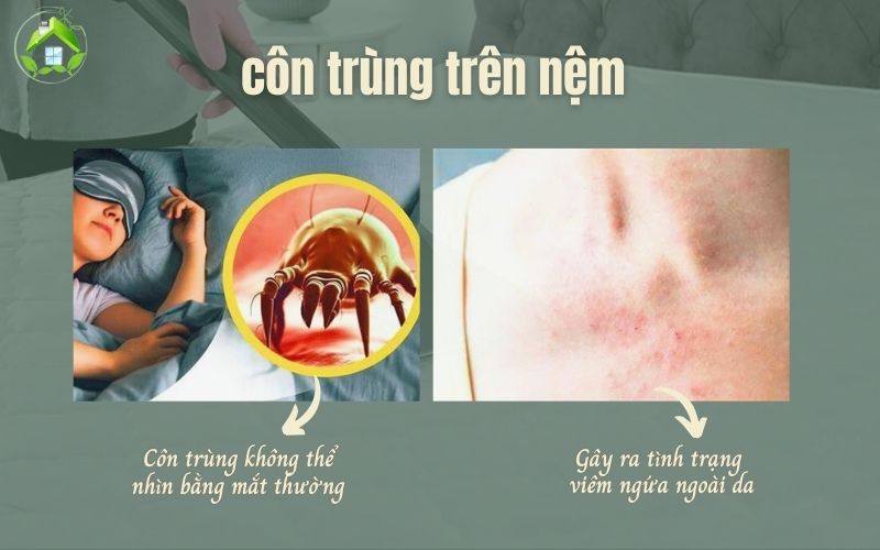 diệt côn trùng trên nệm